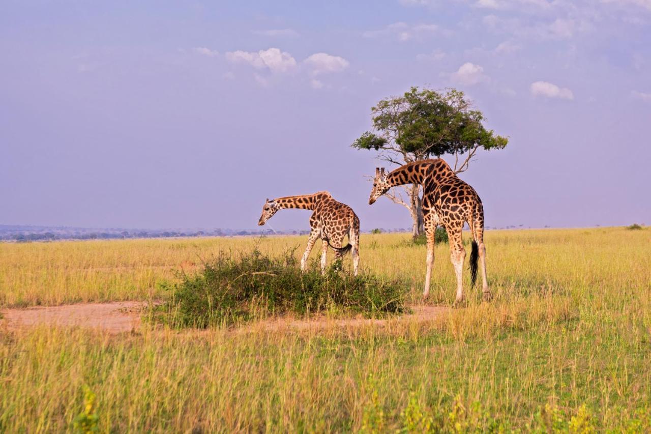 Tilenga Safari Lodge Arua Exterior foto